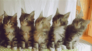 抖音猫咪点头表情包怎么发 抖音一排猫咪点头动态图分享