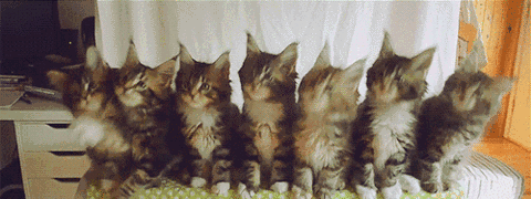 抖音猫咪点头表情包怎么发 抖音一排猫咪点头动态图分享